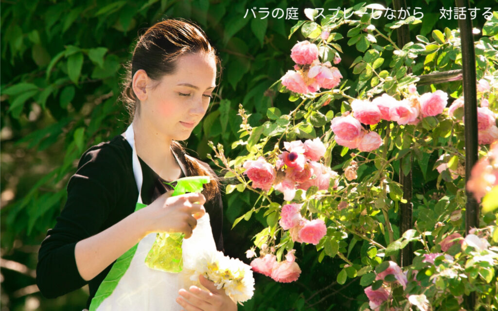 バラの庭 スプレーしながら 対話する