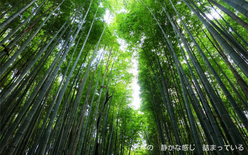竹林の 静かな感じ 詰まっている