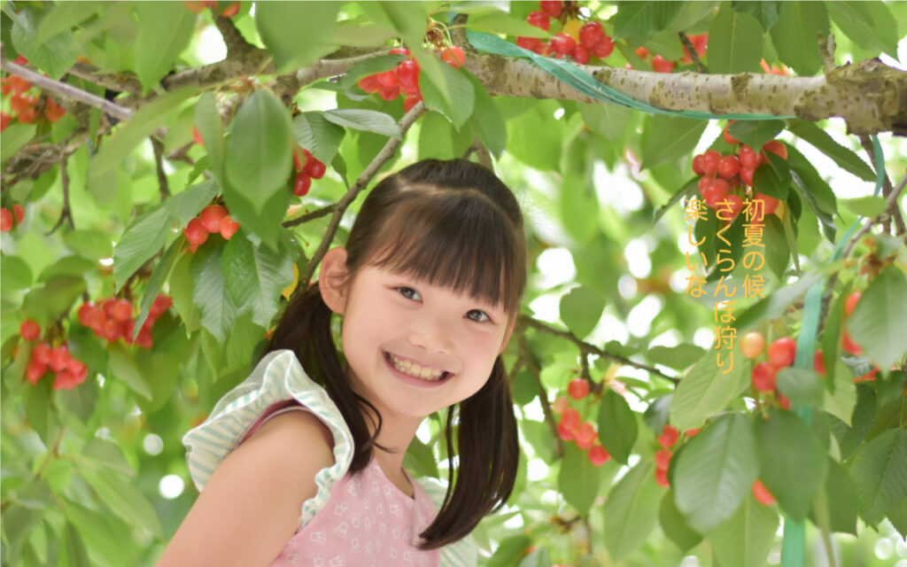 初夏の候さくらんぼ狩り楽しいな