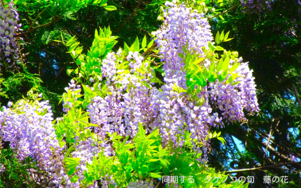 同期する タケノコの旬 藤の花