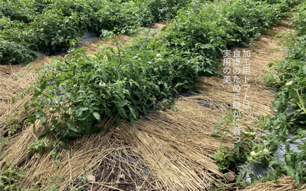 加工用トマトは、食卓のために静かに育つ「実用の美」