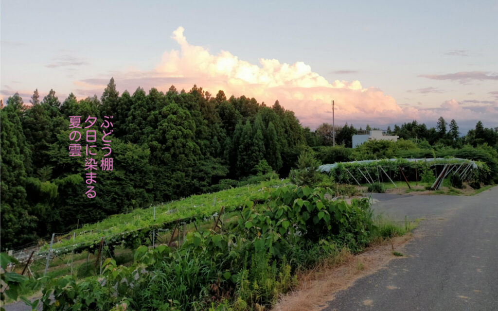 ブドウ棚夕日に染まる夏の雲