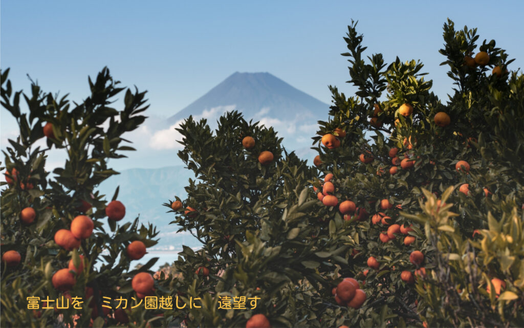 富士山を ミカン園越しに 遠望す
