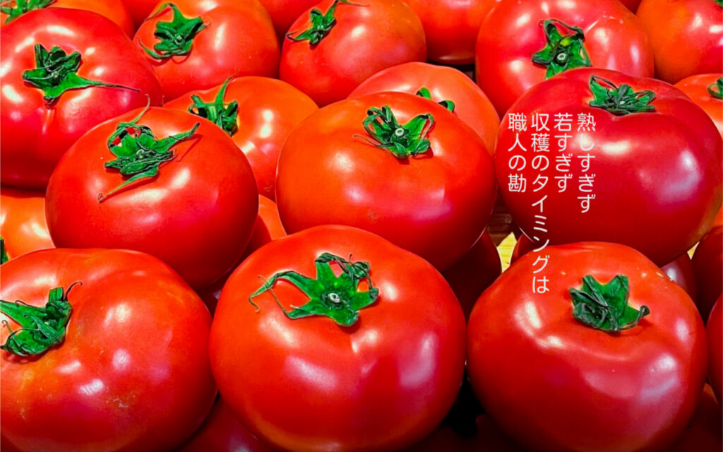 熟しすぎず、若すぎず、収穫のタイミングは職人の勘
