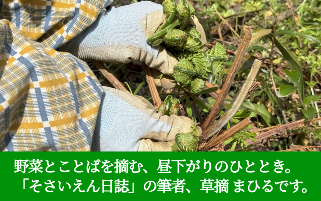 野菜とことばを摘む、昼下がりのひととき。 「そさいえん日誌」の筆者、草摘 まひるです。