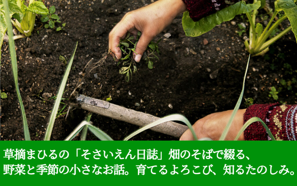 草摘まひるの「そさいえん日誌」畑のそばで綴る、野菜と季節の小さなお話。育てるよろこび、知るたのしみ。