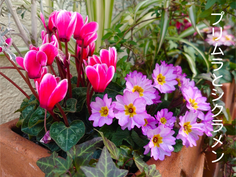 冬越し寄せ植え、プリムラとシクラメン