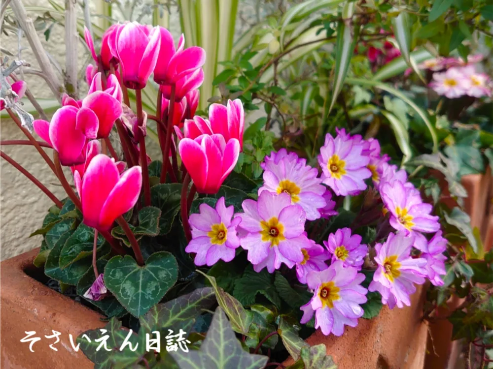 冬越し寄せ植え プリムラとシクラメン