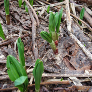 行者にんにく、春の芽出し