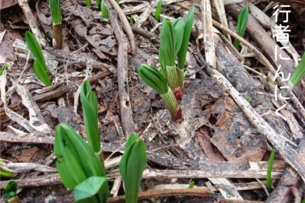 行者にんにく、春の芽出し