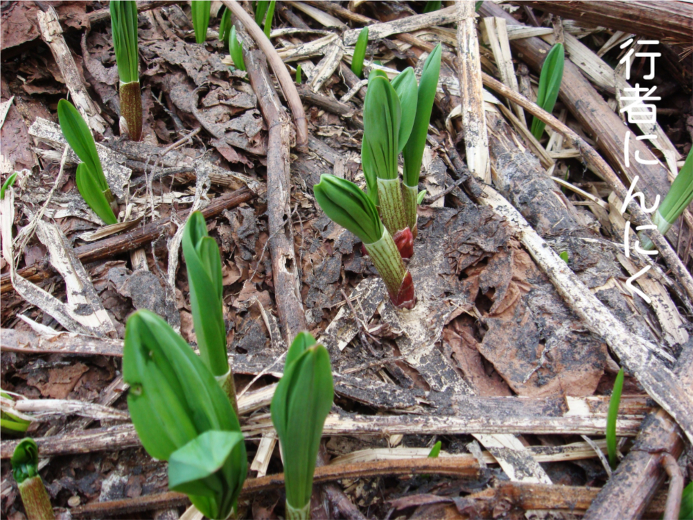 行者にんにく、春の芽出し