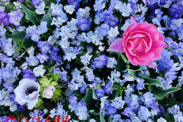 庭日誌、春花壇の花を真上から