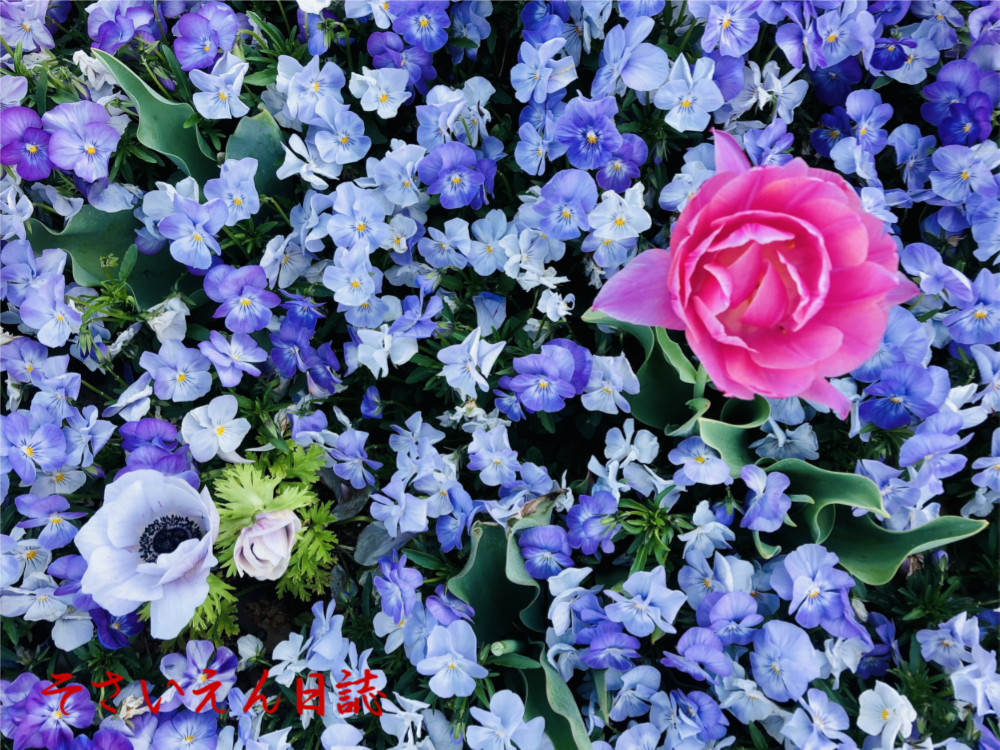 庭日誌、春の活用術