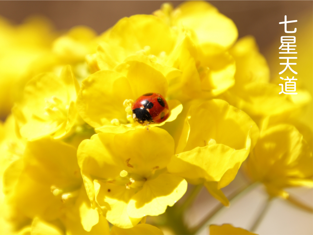 菜の花とナナホシテントウムシ