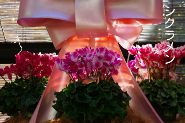 冬越し鉢花、シクラメン