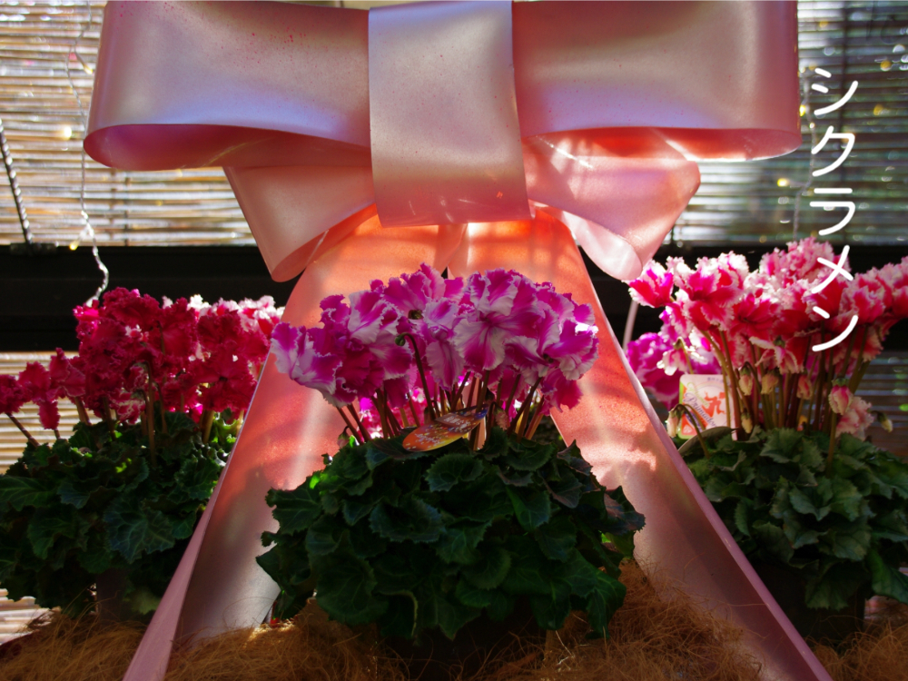 冬越し鉢植えの手入れ