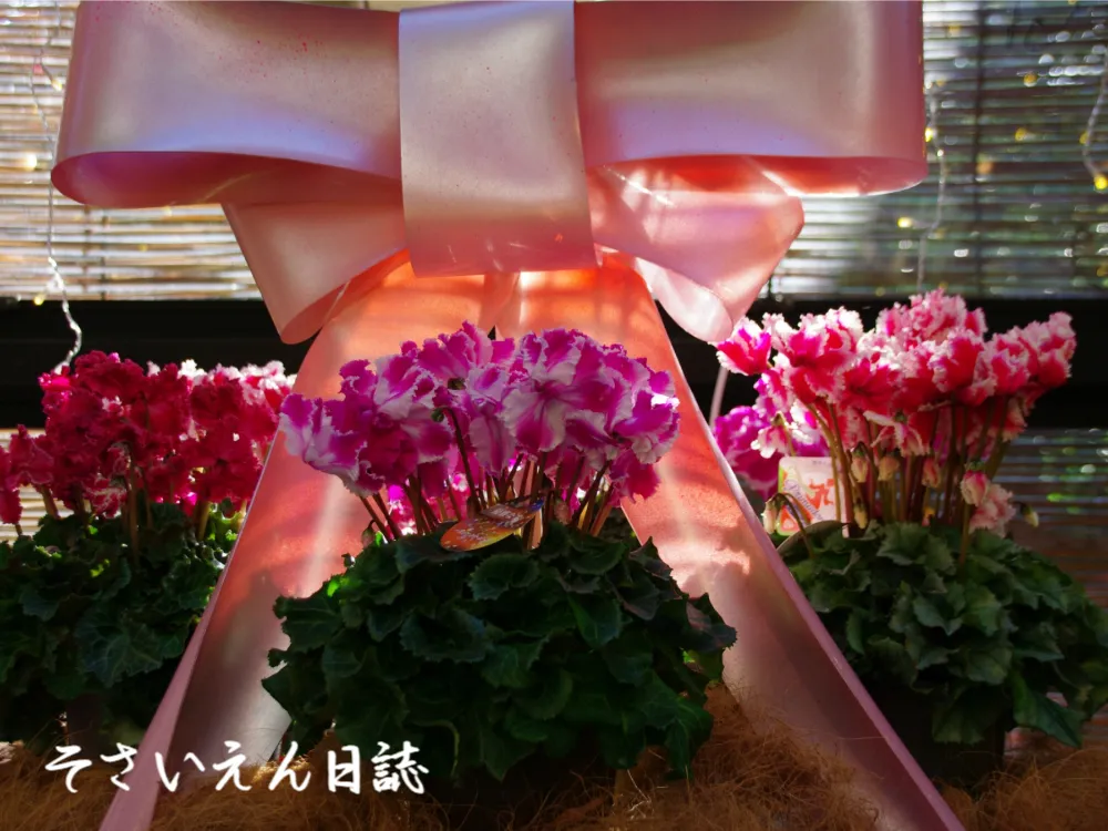 冬越し鉢植えの手入れ