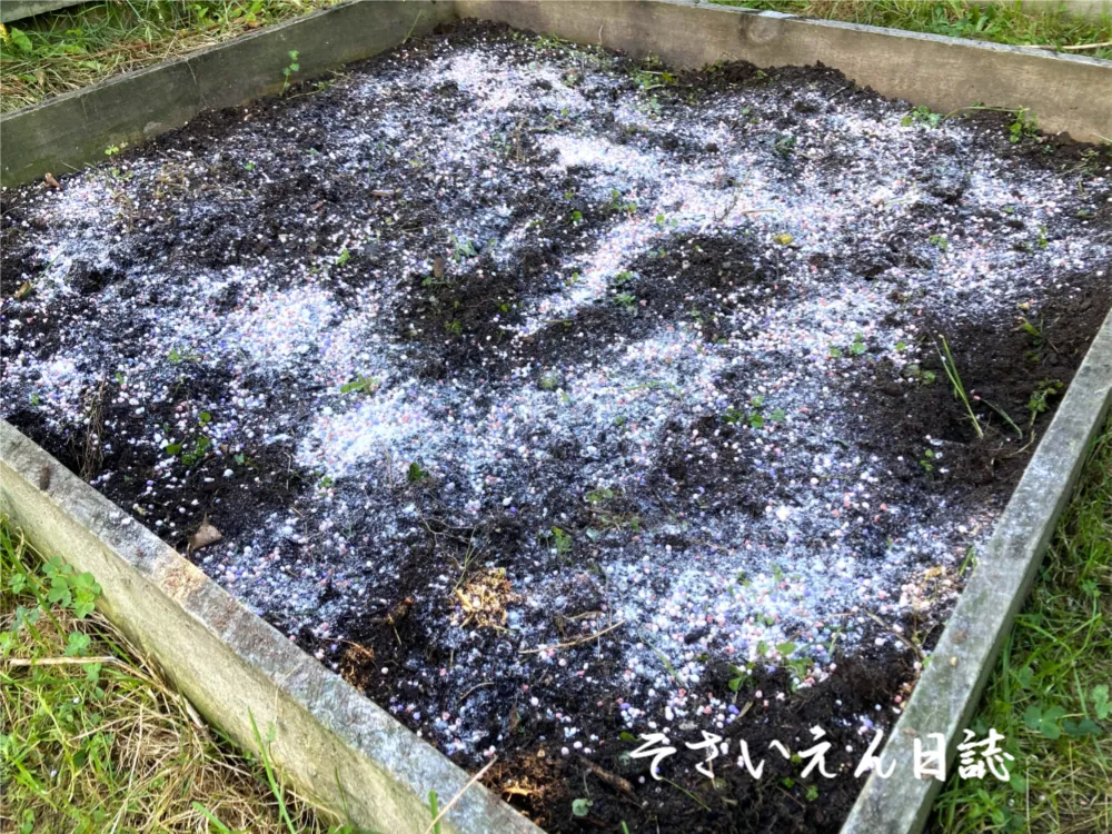 家庭菜園のレイズベッドに石灰を撒く