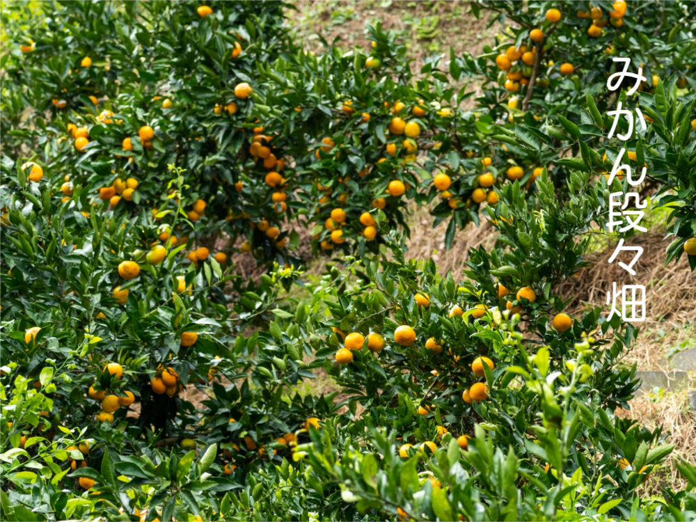 黄金色にゆらぐ、みかん段々畑