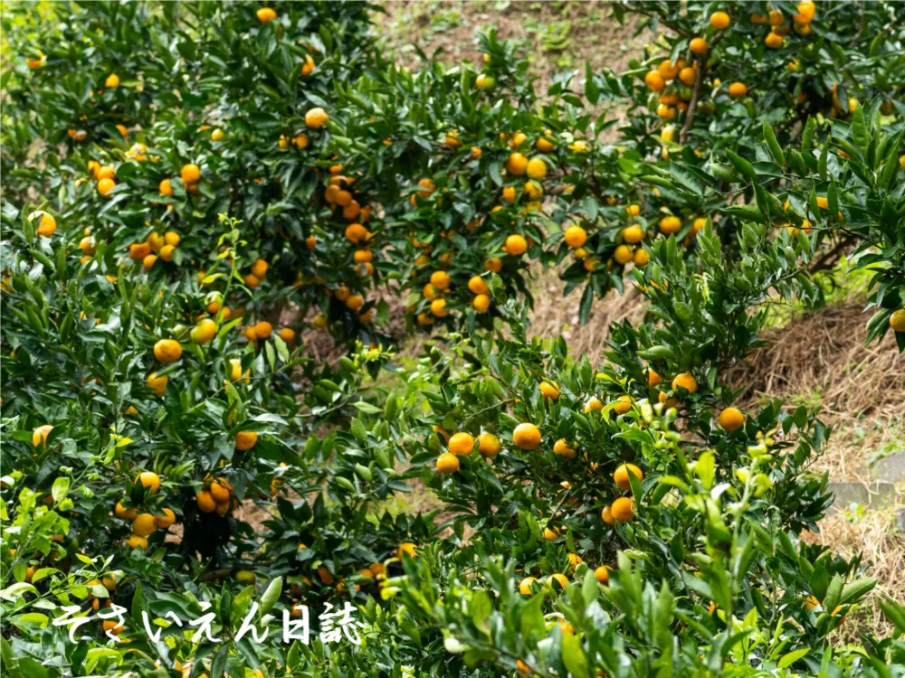 黄金色にゆらぐ段々畑