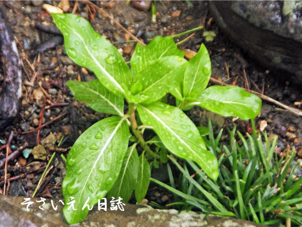 雨に打たれてニチニチソウの苗が育つ