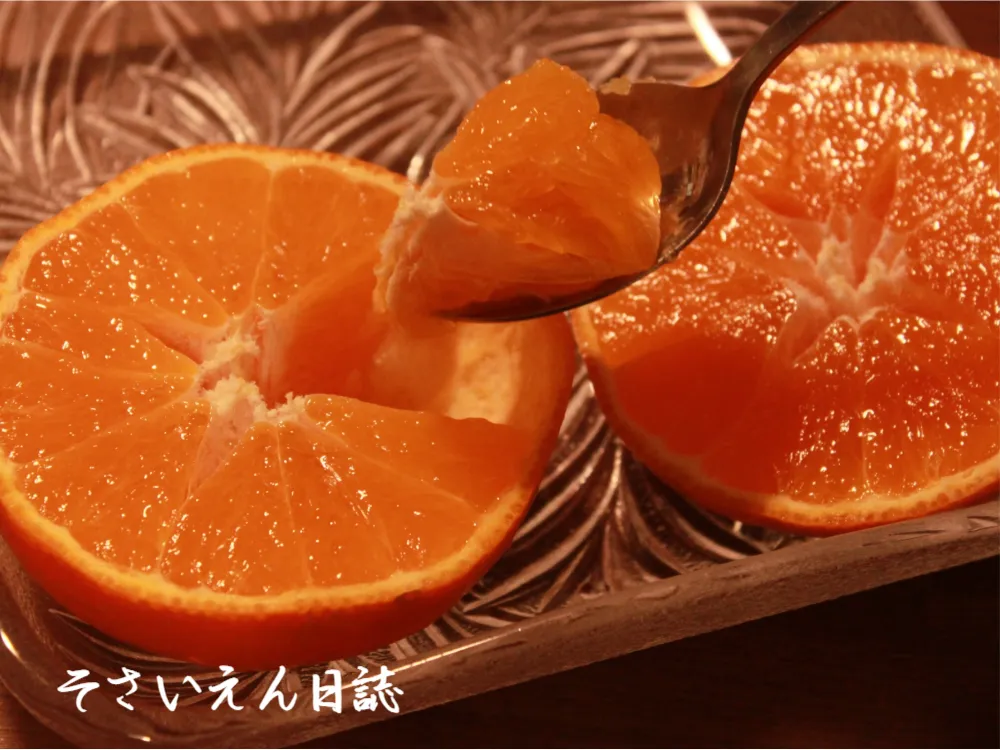 黄金色にゆらぐ瀬戸内の柑橘便り