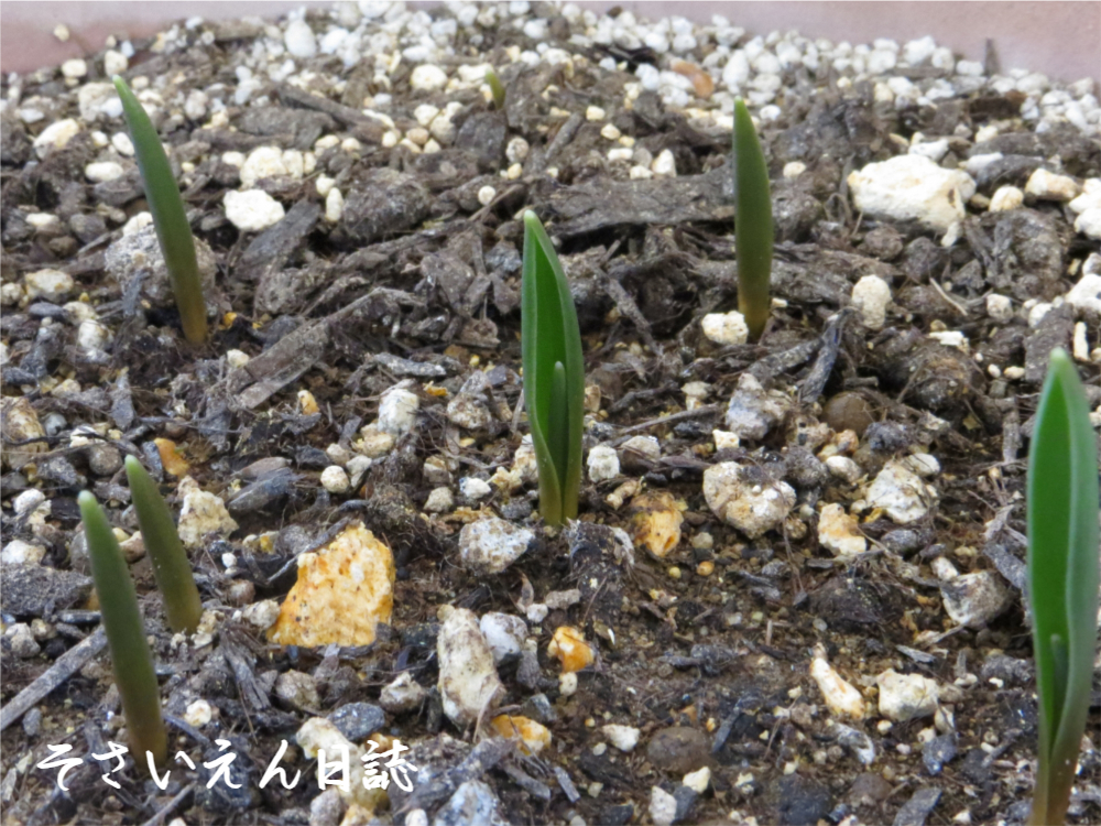 原種チューリップの発芽