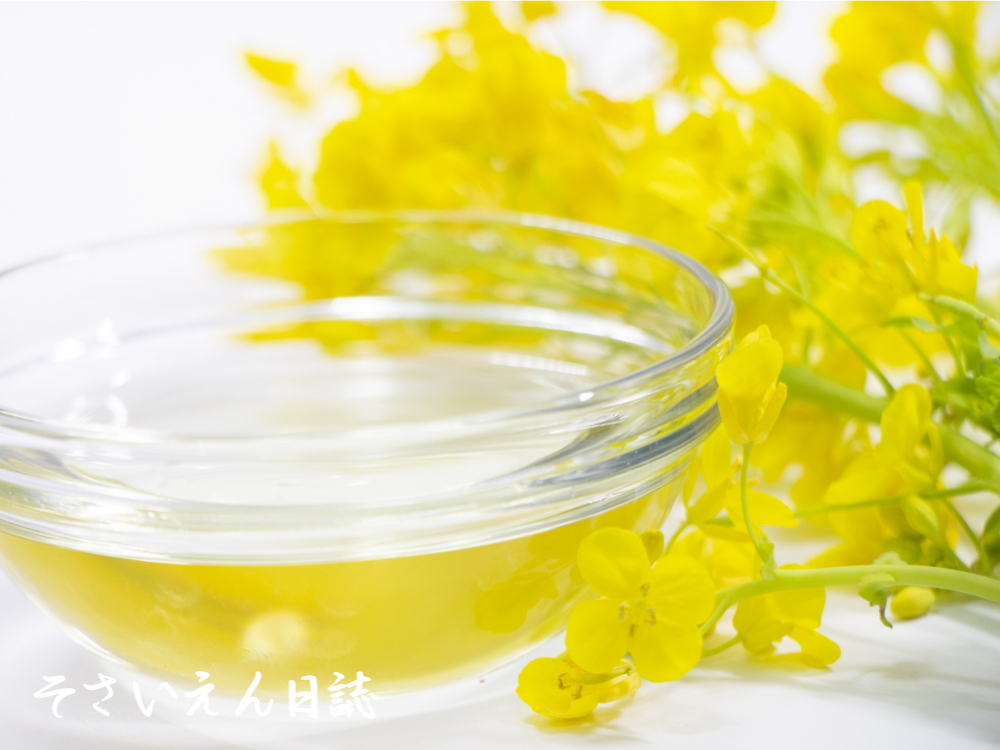 菜の花と菜種の油