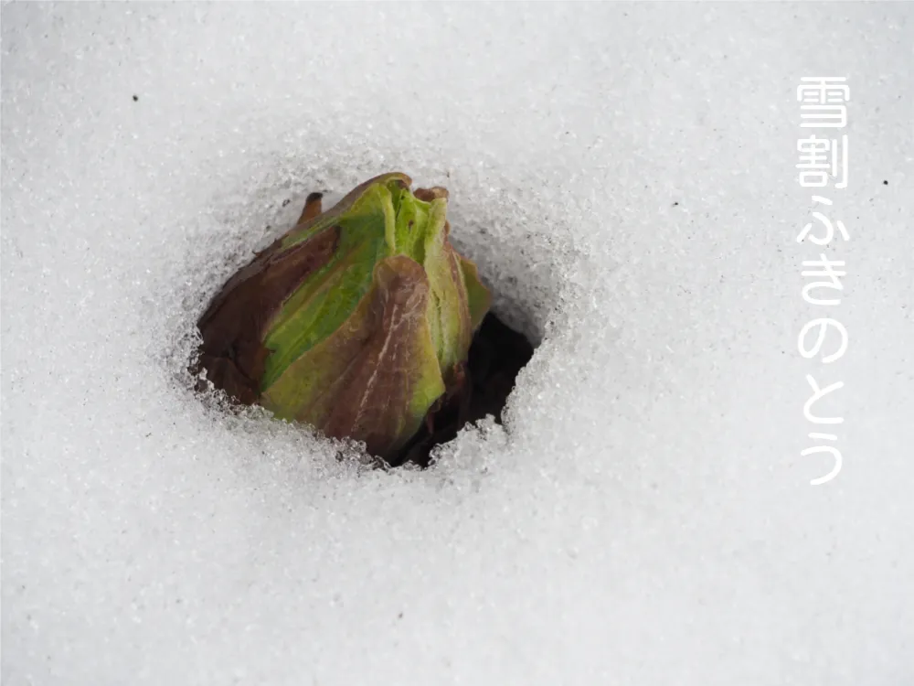 雪割ふきのとう