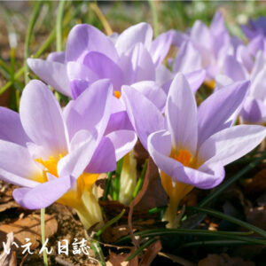 タネの夢、クロッカス