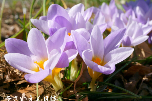 タネの夢、クロッカス