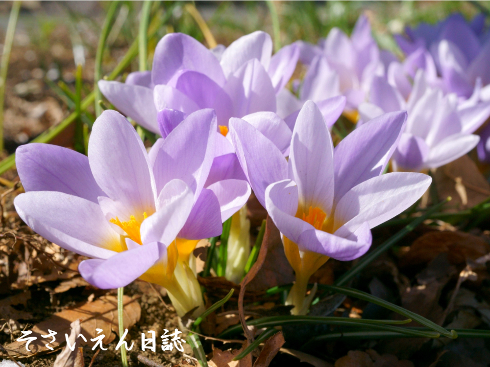 タネの夢、クロッカス