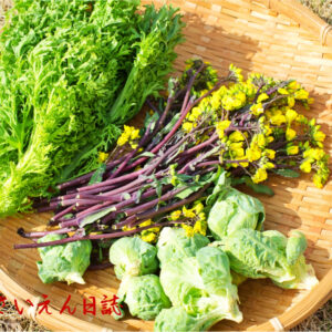 春の無農薬野菜の宅配｜芽吹き力