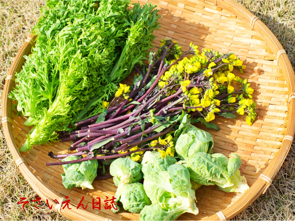 芽吹き力｜春の体リセット