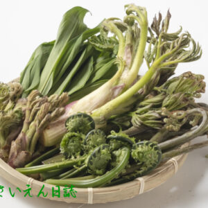 山菜笊盛り｜山菜力
