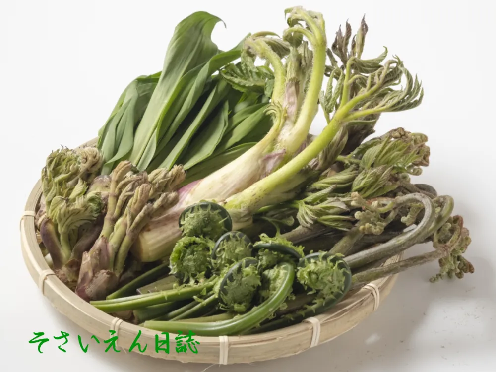 山菜力 春の野の恵み