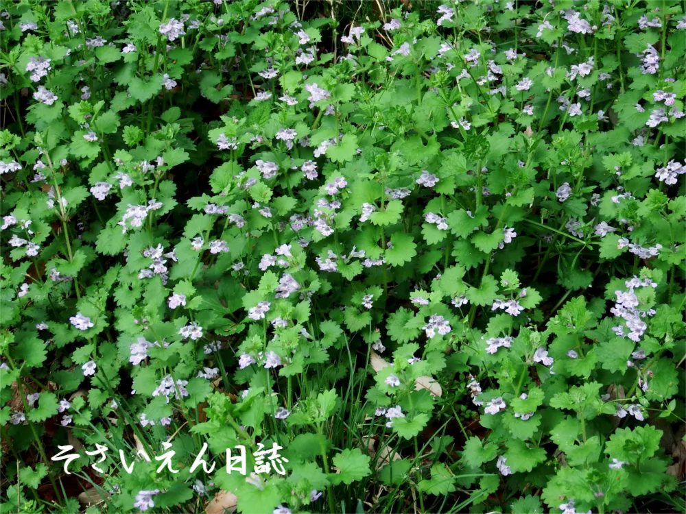 山道に咲くカキドオシ