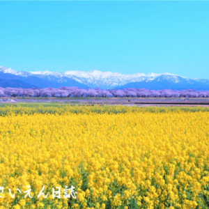 舟川べりの桜と菜の花｜菜の花力
