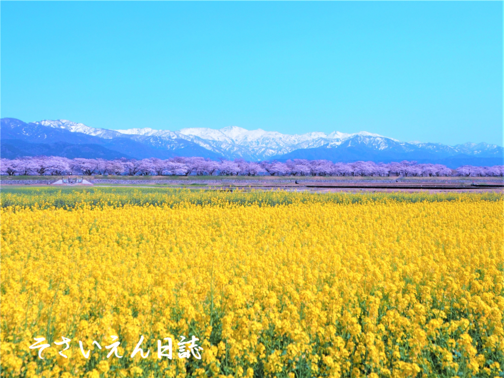 菜の花力｜春祭りの物語