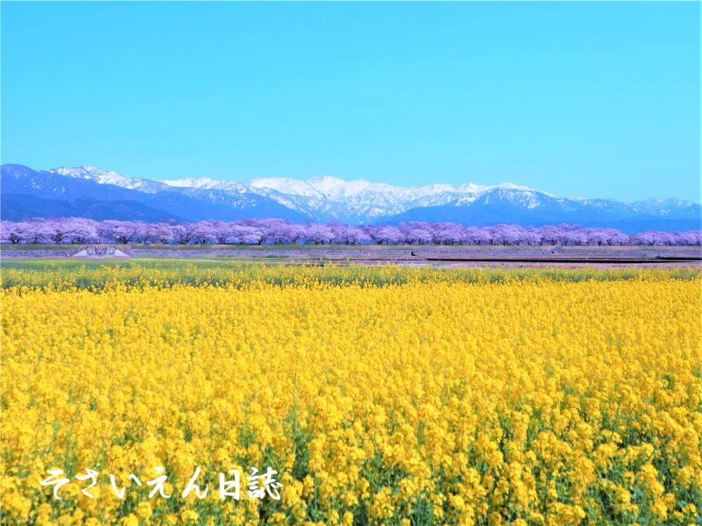 菜の花力 春祭りの物語