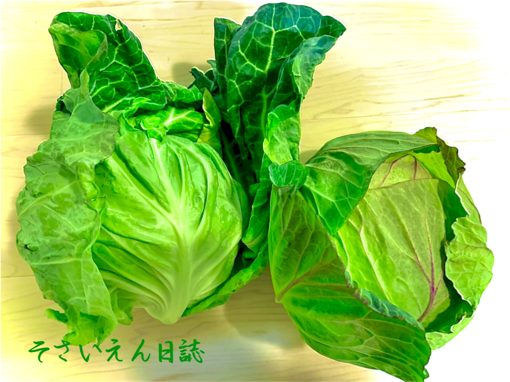 温度の魔法 春キャベツ