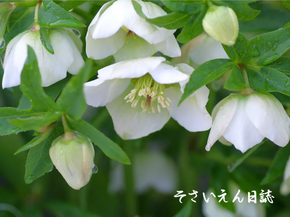 雨上がり庭 観察日記