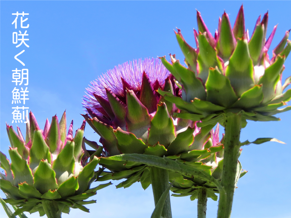 蒼天に向かい、花咲くアーティチョーク