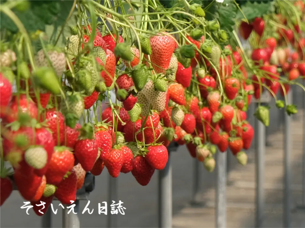 ハウス棚栽培のいちご狩り