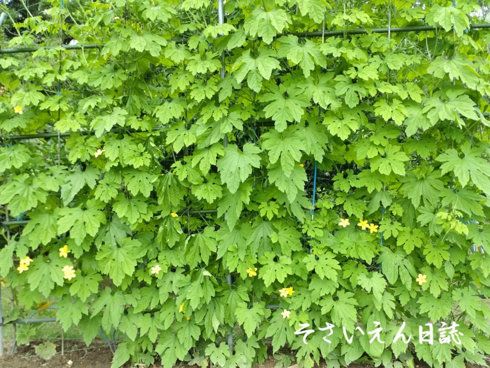 新芽ケアやさしい初期手入れ