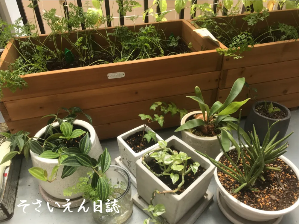木箱で育てるベランダ菜園