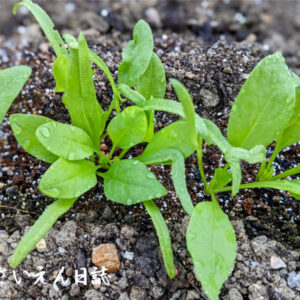発芽のコツ、ほうれん草の赤ちゃん