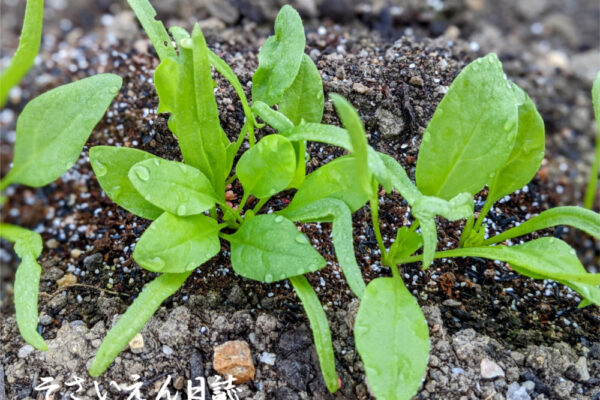 発芽のコツ、ほうれん草の赤ちゃん