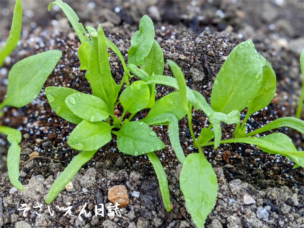発芽のコツ、ほうれん草の赤ちゃん