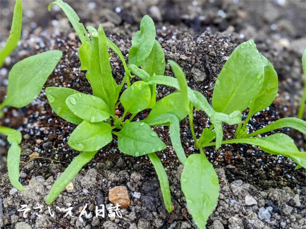 発芽のコツ 種まき入門